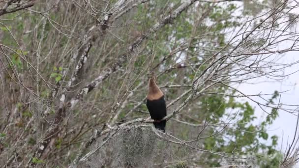 Cormorant Big Cypress National Preserve Floride — Video