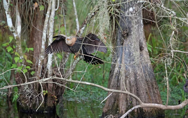 Alas Secado Cormoranes Big Cypress National Preserve Florida — Foto de Stock