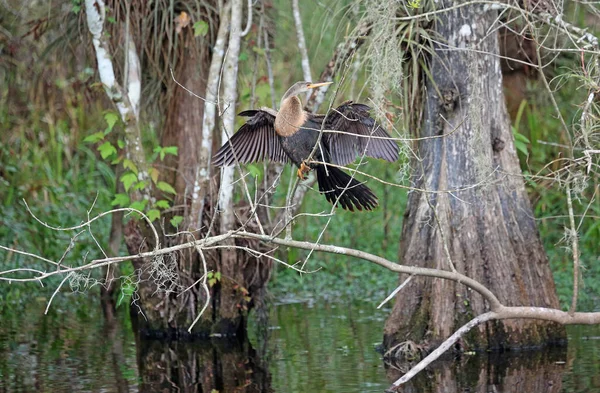 Kormorán Ágon Big Cypress National Preserve Florida — Stock Fotó