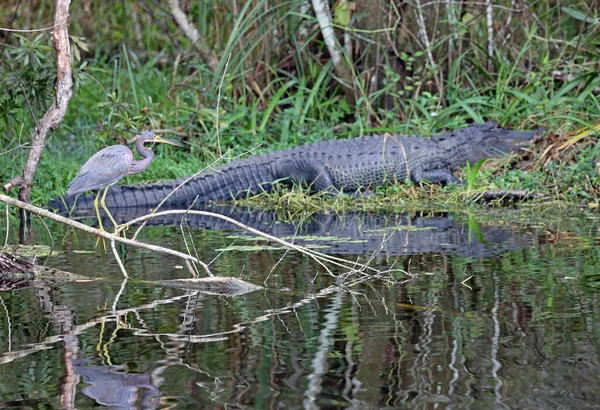 グレートブルーヘロンとワニ フロリダ州のビッグサイプレス国立保護区 — ストック写真