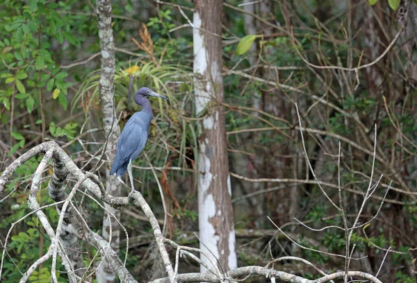 Голубая Цапля Литтке Биг Сайпресс Национальный Заповедник Флорида — стоковое фото