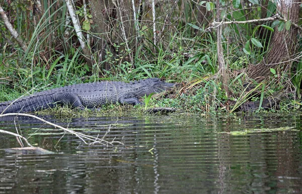 Alligator Sur Eau Big Cypress National Preserve Floride — Photo