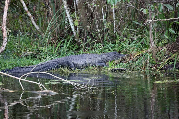 ビッグワニ フロリダ州ビッグサイプレス国立保護区 — ストック写真