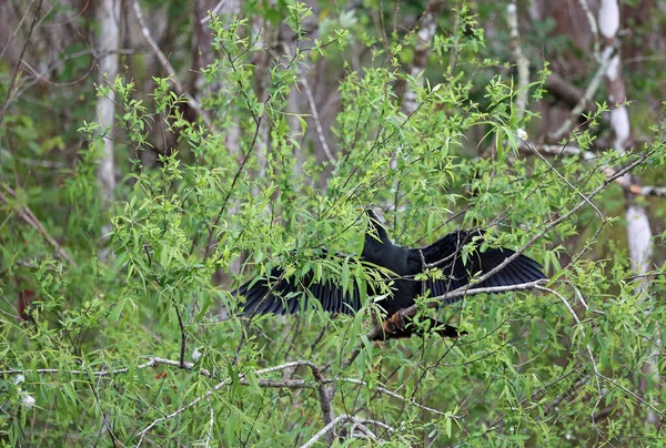 Ağaçta Saklanan Karabatak Büyük Kıbrıs Ulusal Koruması Florida — Stok fotoğraf