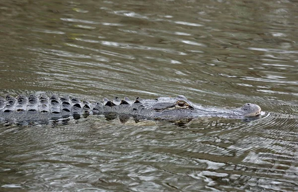 Alligator Dans Eau Big Cypress National Preserve Floride — Photo