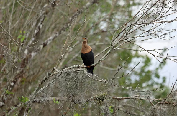 Cormorant Big Cypress National Preserve Флорида — стоковое фото