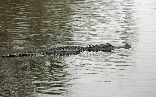 Alligator Swimming Big Cypress National Preserve Florida — Stock Photo, Image