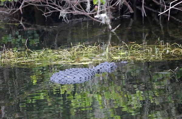 Alligator Terug Big Cypress National Preserve Florida — Stockfoto