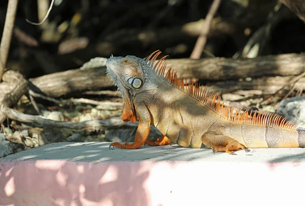 Iguana Vert Key Largo Floride — Photo