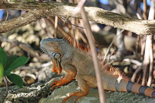 Iguana Escondido Sob Raízes Florida — Fotografia de Stock