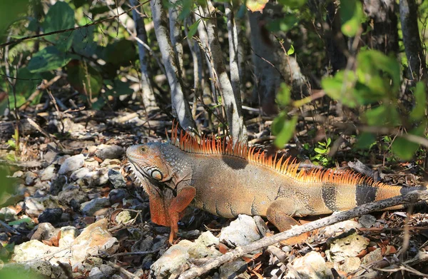 Iguana Dans Forêt Floride — Photo