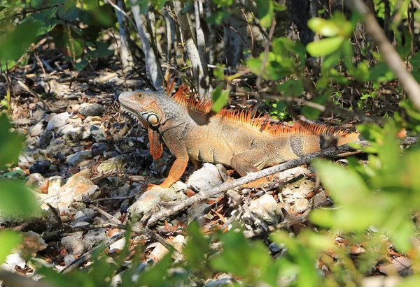 Paisagem Com Iguana Florida — Fotografia de Stock