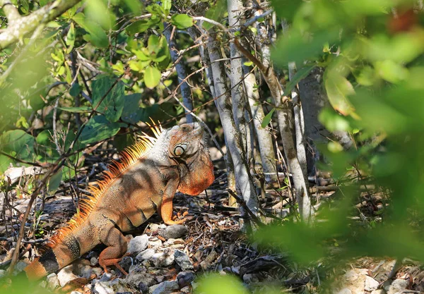 Iguana Drzewa Floryda — Zdjęcie stockowe