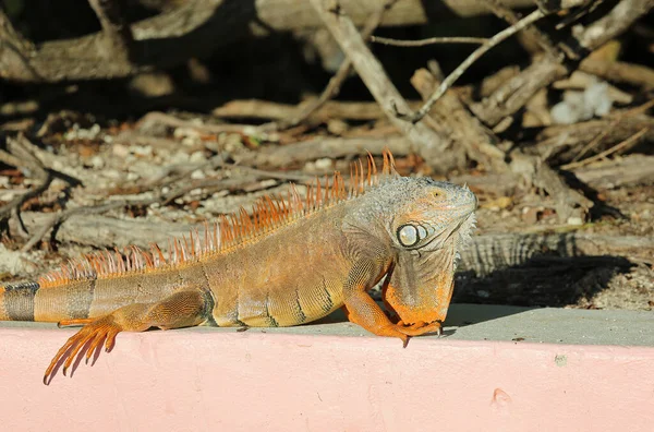 Iguana Profil Floride — Photo