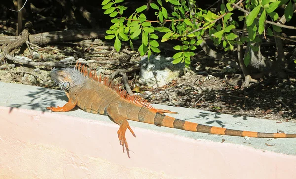 Hosszú Narancs Iguana Florida — Stock Fotó