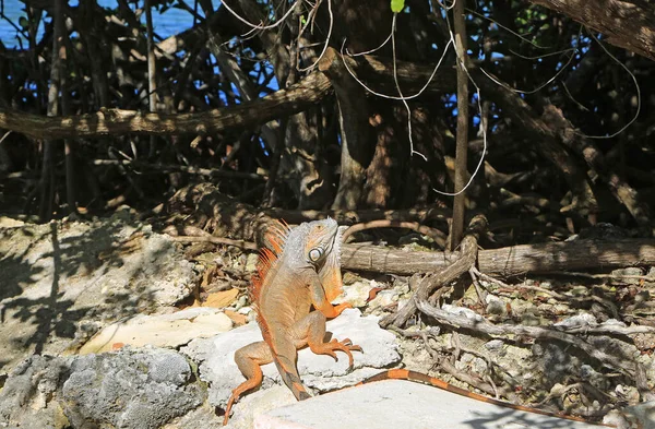 岩の上のイグアナでの眺め フロリダ — ストック写真