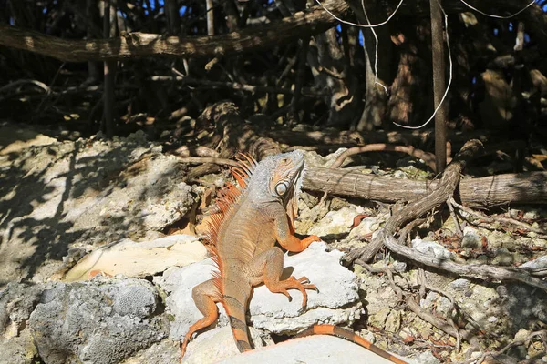 Iguana Rocha Florida — Fotografia de Stock