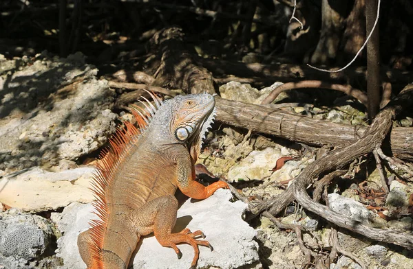 Iguana Basking Sobre Rocha Florida — Fotografia de Stock