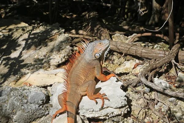 Rochas Raízes Iguana Florida — Fotografia de Stock