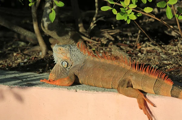 Iguana Naplementekor Florida — Stock Fotó