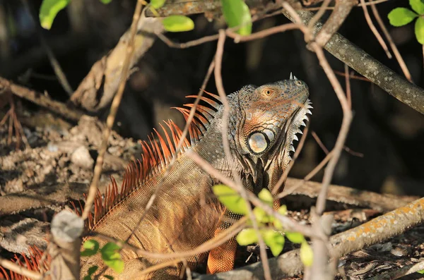Iguana Atrás Filiais Florida — Fotografia de Stock