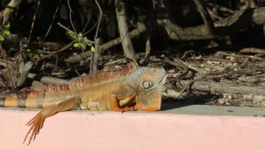 Iguana dünyayı izliyor - Key Largo, Florida