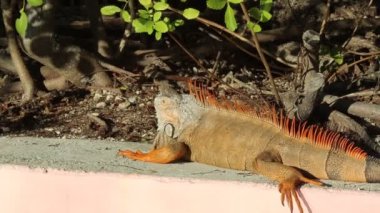 Iguana dinleniyor - Key Largo, Florida