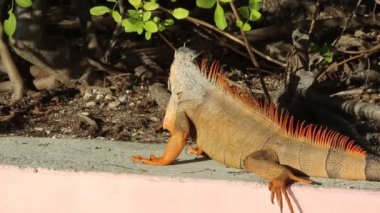 Iguana 'da yan manzara - Key Largo, Florida