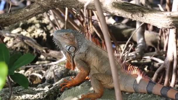 Iguana Antara Akar Key Largo Florida — Stok Video