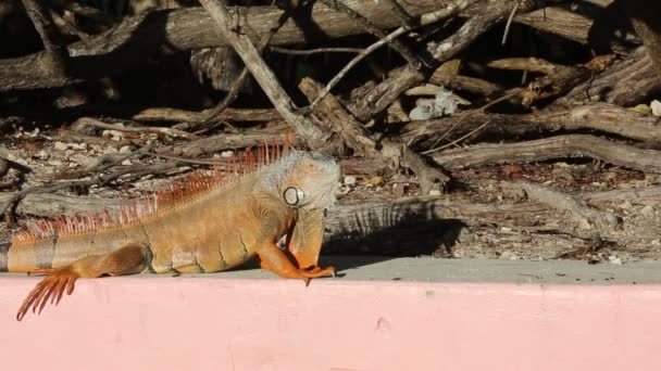 Iguana Appoggiato Sul Muro Rosa Key Largo Florida — Video Stock