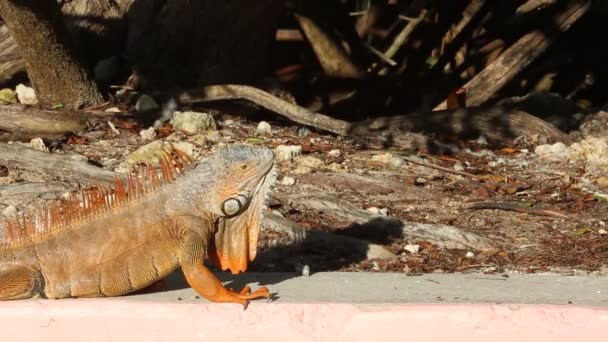 Iguana Viszont Key Largo Florida — Stock videók