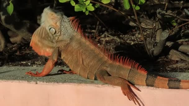 Iguana Moviendo Cabeza Key Largo Florida — Vídeos de Stock