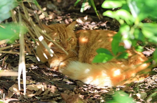 Γάτα Του Χέμινγουεϊ Στον Κήπο Φλόριντα — Φωτογραφία Αρχείου