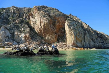 Pelikanlarla uçurum manzarası - Cabo San Lucas, Meksika