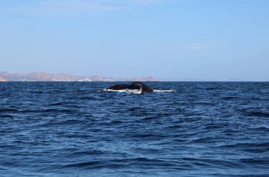 Balina Kuyruğu - Cabo San Lucas, Meksika