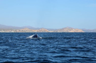 Balina yüzücüsü - Cabo San Lucas, Meksika