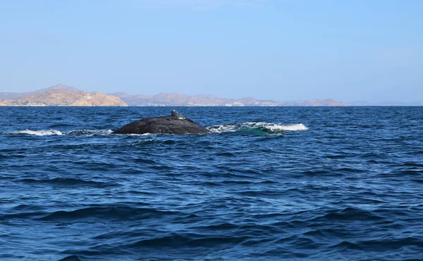 Whale Back Cabo San Lucas Mexico — Stock Photo, Image