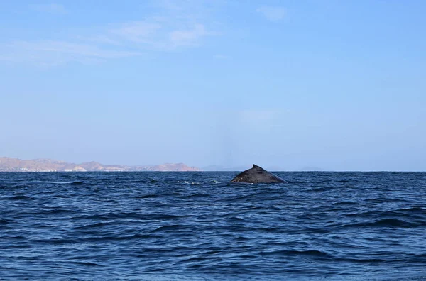 Humpback Whale Cabo San Lucas Messico — Foto Stock