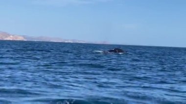 Güzel kambur balina Cabo San Lucas, Meksika