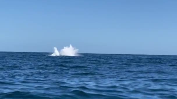 Saut Baleine Cabo San Lucas Mexique — Video