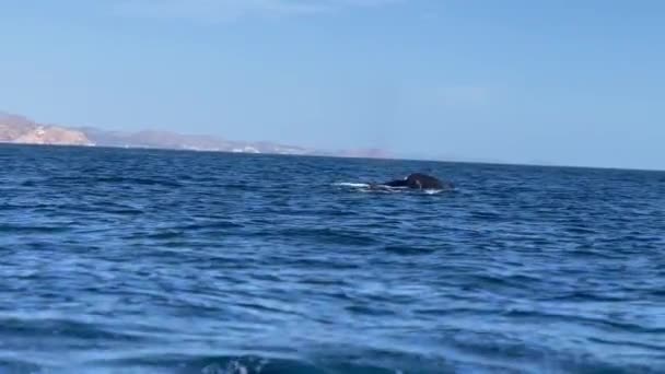 Belle Baleine Bosse Cabo San Lucas Mexique — Video