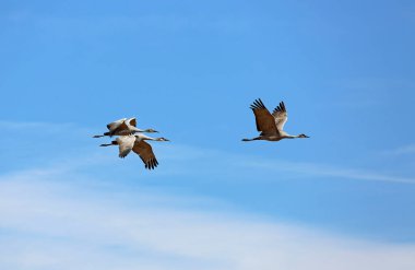 Üç Turna Uçuyor - Bosque del Apaçi Ulusal Vahşi Yaşam Sığınağı, New Mexico