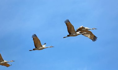 Uçan dört turna - Bosque del Apaçi Ulusal Vahşi Yaşam Sığınağı, New Mexico