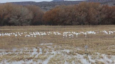 Kar kazları ve bir çayırdaki turna - Bosque del Apaçi Ulusal Vahşi Yaşam Sığınağı, New Mexico