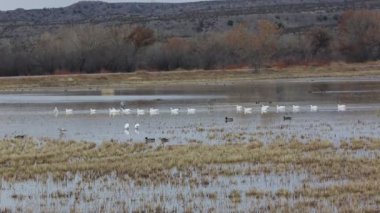 Islak bir arazide ilerleyen kar kazları - Bosque del Apache Ulusal Vahşi Yaşam Sığınağı, New Mexico