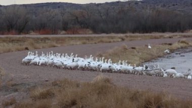 Yoldaki kar kazları - Bosque del Apaçi Ulusal Vahşi Yaşam Sığınağı, New Mexico