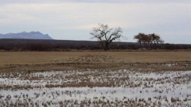 Kızıl kanatlı karatavuk sürüsü uçuyor Bosque del Apaçi Ulusal Vahşi Yaşam Sığınağı, New Mexico