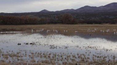 Kar Kazları Bosque del Apaçi Ulusal Vahşi Yaşam Sığınağı, New Mexico