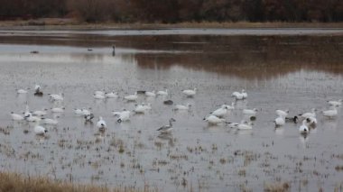 Bataklıktaki kar kazları - Bosque del Apaçi Ulusal Vahşi Yaşam Sığınağı, New Mexico