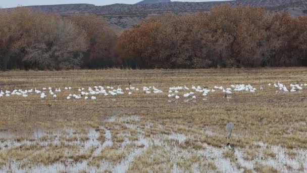 新墨西哥州博斯克德尔阿帕奇国家野生动物保护区草原上的雪雁和鹤 图库视频片段